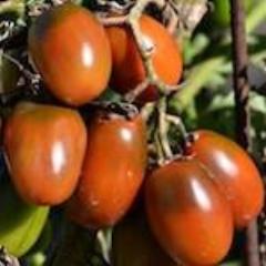 Tomato, Black Plum Roma