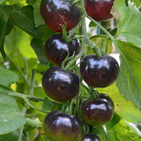 Tomato, Blueberry