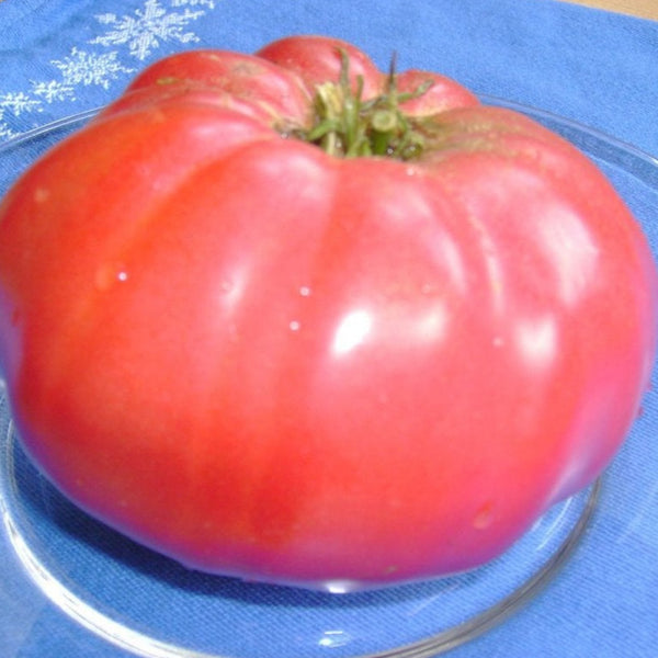Tomato, Brandywine