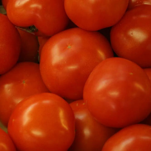 Tomato, Burbank Slicing