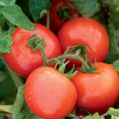 Tomato, Burbank Slicing