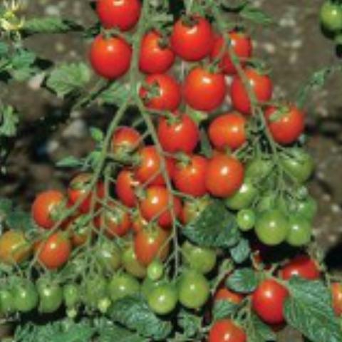 Tomato, Camp Joy Cherry