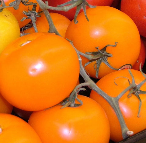 Tomato, Caro Rich