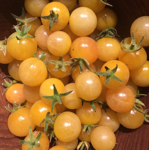 Tomato, Champagne Bubbles, organic, open pollinated