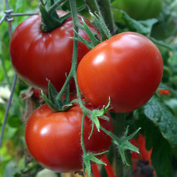 Tomato, Crimson Sprinter, organic, open pollinated