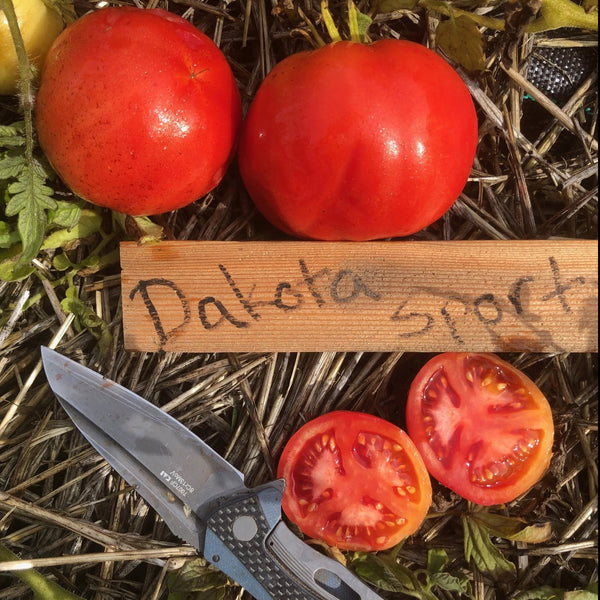 Tomato, Dakota Sport