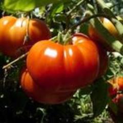 Tomato, Double Rich