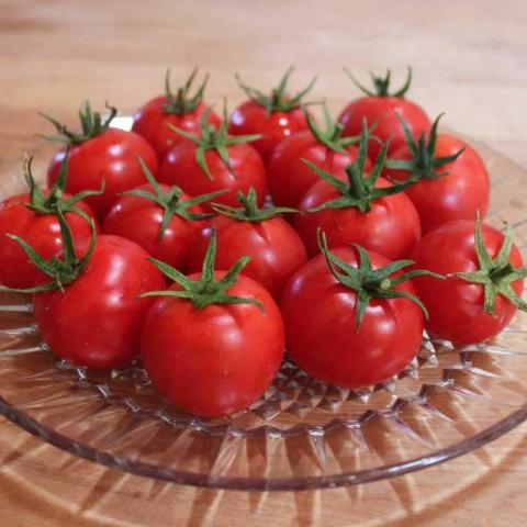 Tomato, Doucet's Plum