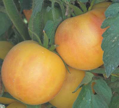 Tomato, Garden Peach