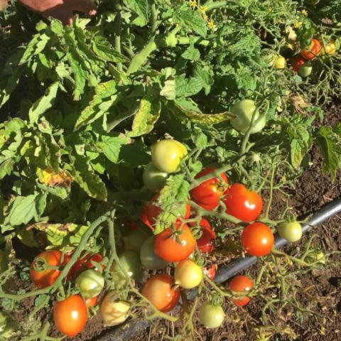 Tomato, Geranium Kiss