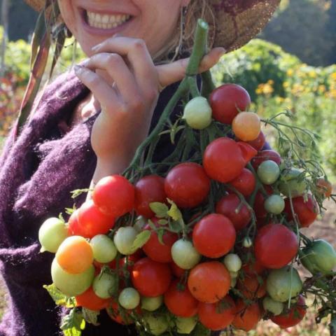 Tomato, Geranium Kiss