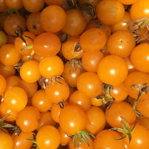 Tomato, Gold Currant