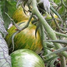 Tomato, Green Zebra