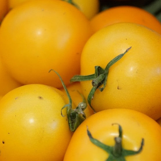 Tomato, Hartman's Yellow Gooseberry