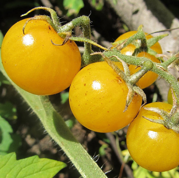 Tomato, Hartman's Yellow Gooseberry