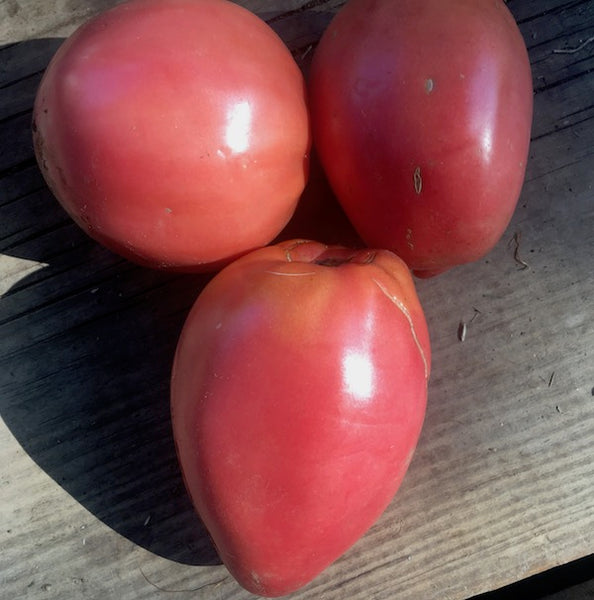 Tomato, Hungarian Heart