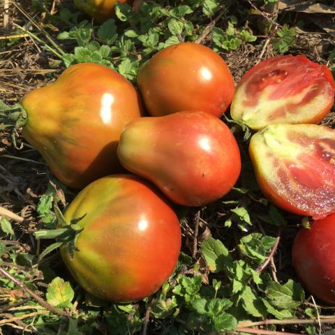 Tomato, Japanese Black Trifele