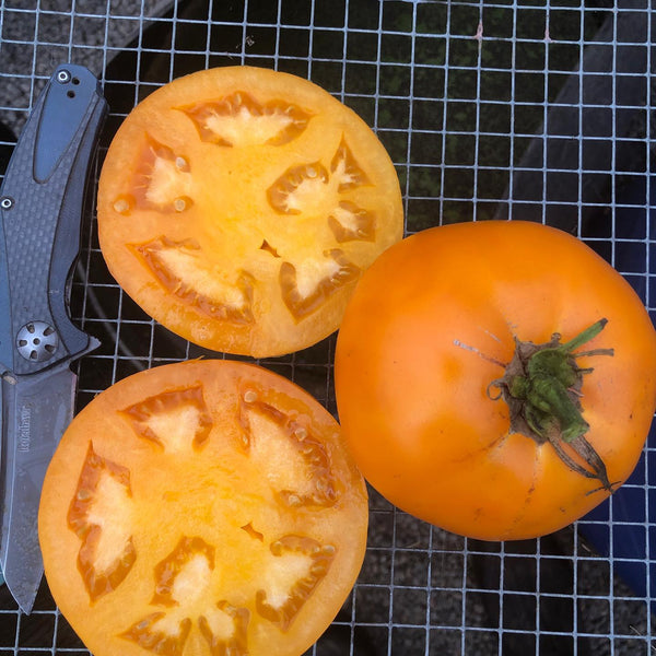 Tomato, Nebraska Wedding