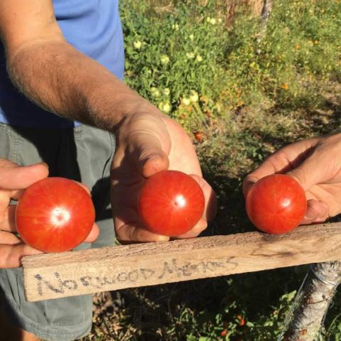 Tomato, Norwood Meiners