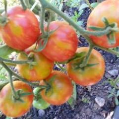 Tomato, Norwood Meiners