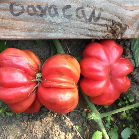 Tomato, Oaxacan Pink