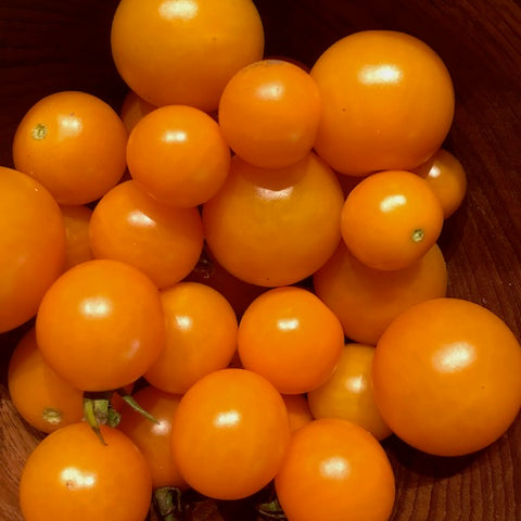 Tomato, Orange Centiflor