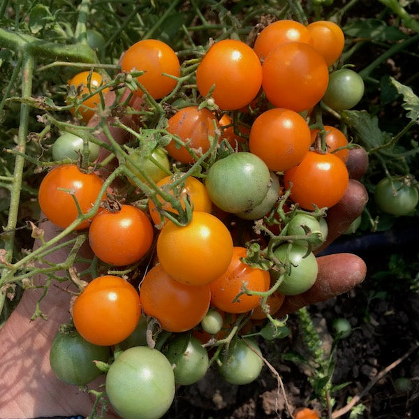 Tomato, Orange Centiflor