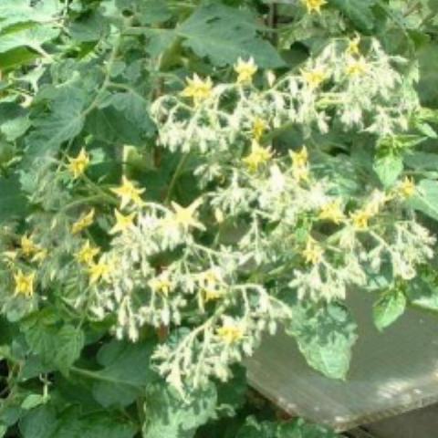 Tomato, Yellow Centiflor