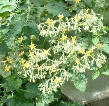 Tomato, Orange Centiflor