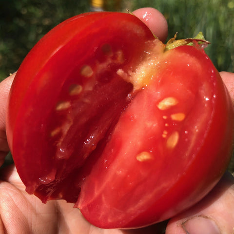 Tomato, Oregon Spring