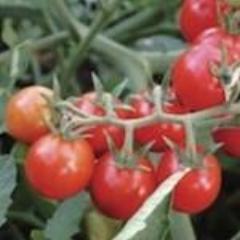 Tomato, Peacevine Cherry