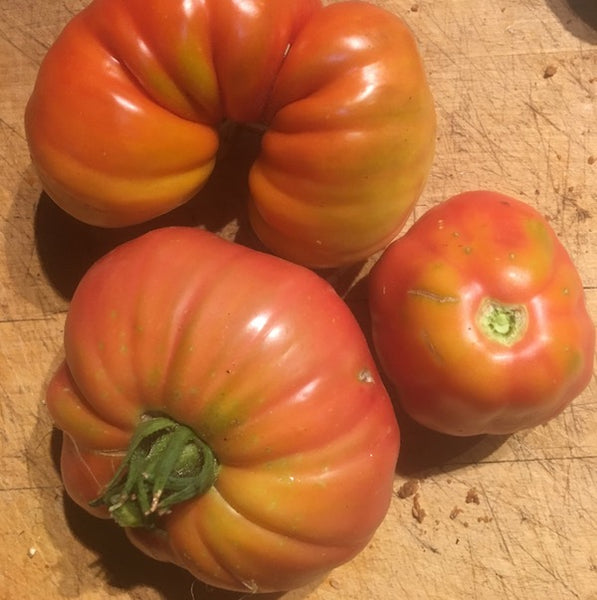 Tomato, Polish Giant, organic, open pollinated, heirloom