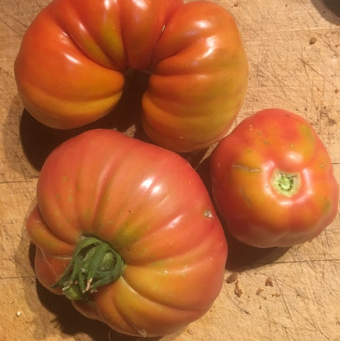 Tomato, Polish Giant