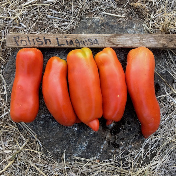 Tomato, Polish Linguisa