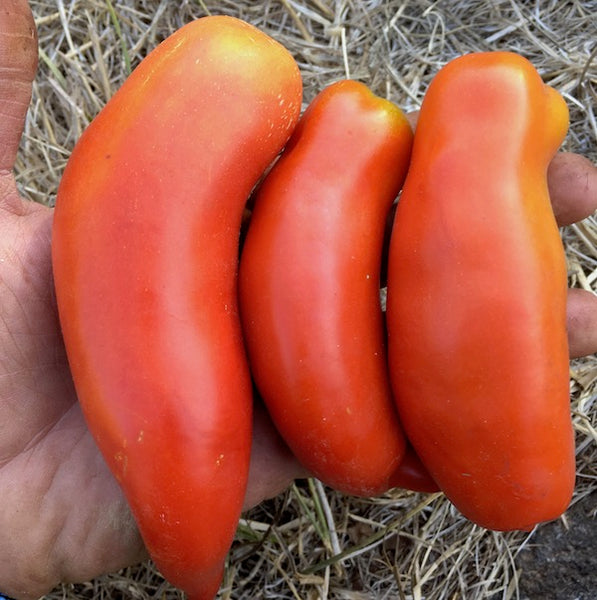 Tomato, Polish Linguisa, organic, open pollinated, heirloom
