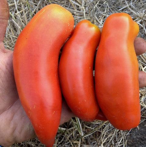 Tomato, Polish Linguisa