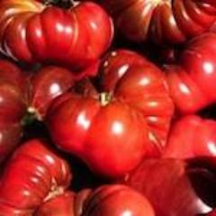 Tomato, Red Calabash
