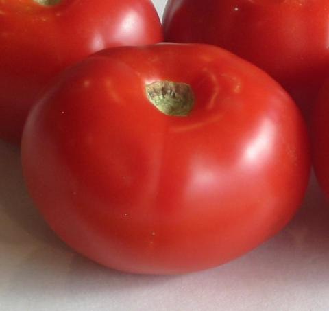 Tomato, Sasha's Altai