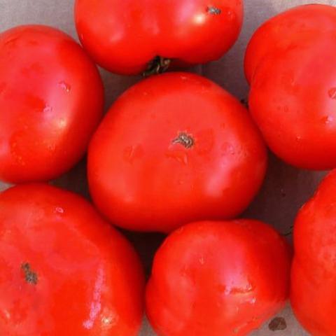 Tomato, Sasha's Altai