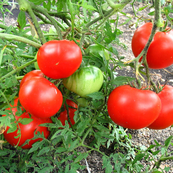 Tomato, Silver Fir Tree