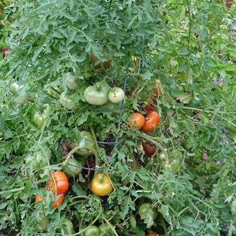 Tomato, Silver Fir Tree