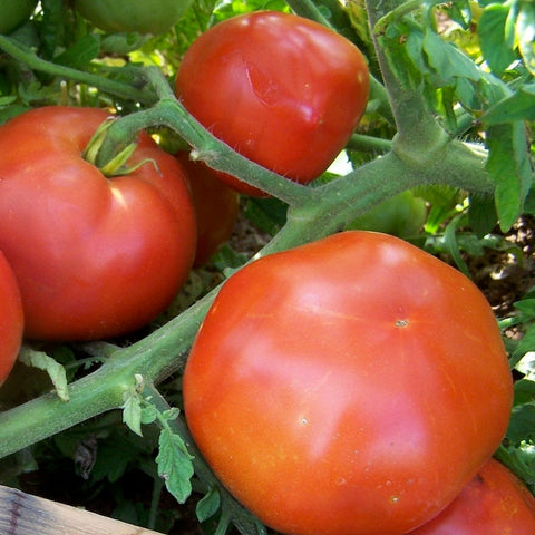 Tomato, Siskiyou Slicer