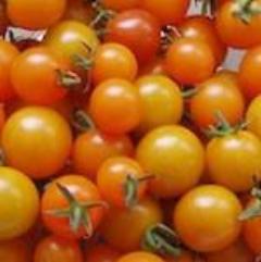 Tomato, Sweet Orange II