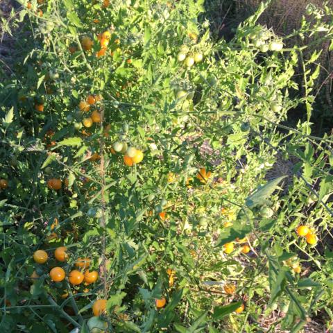 Tomato, Wali's Gold