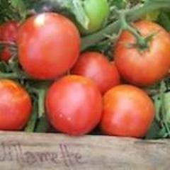 Tomato, Willamette
