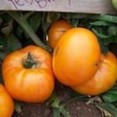 Tomato, Yellow Brandywine