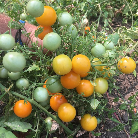 Tomato Seeds, Darkstar Hybrid Tomato Seeds, 50 seeds