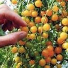 Tomato, Gold Currant