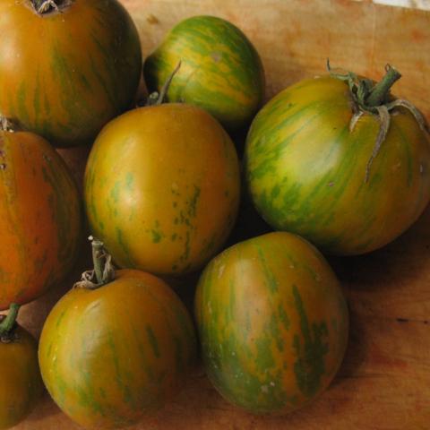 Tomato, Green Zebra