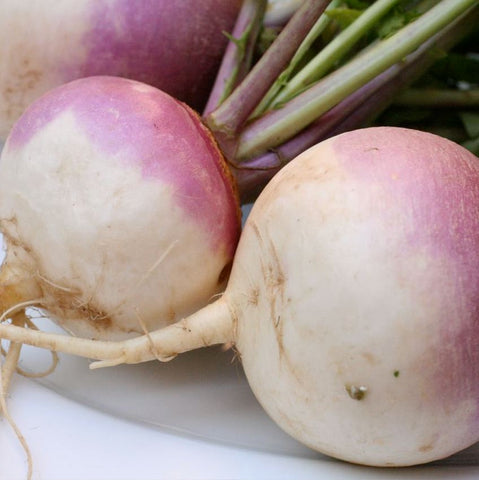 Turnip, Purple Top White Globe
